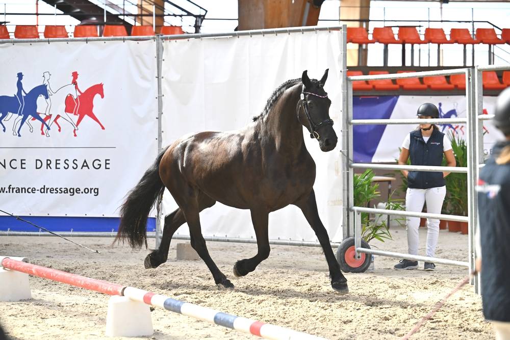 Filly Friesian For sale 2022 Black