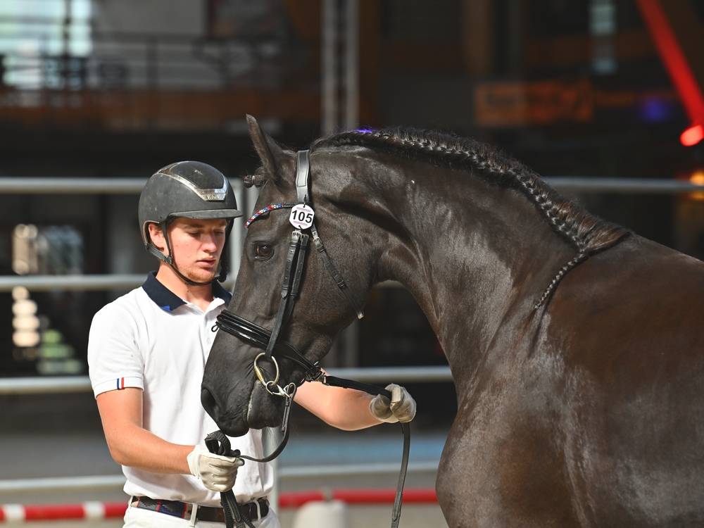 Filly Friesian For sale 2022 Black