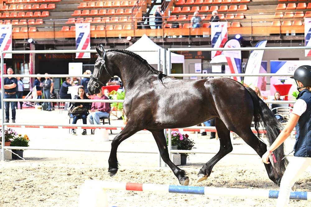 Filly Friesian For sale 2022 Black