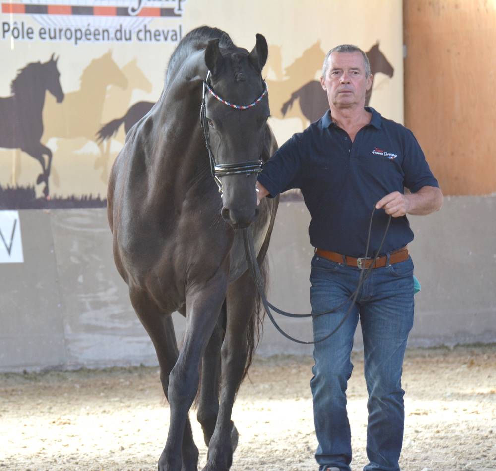 Filly Friesian For sale 2022 Black