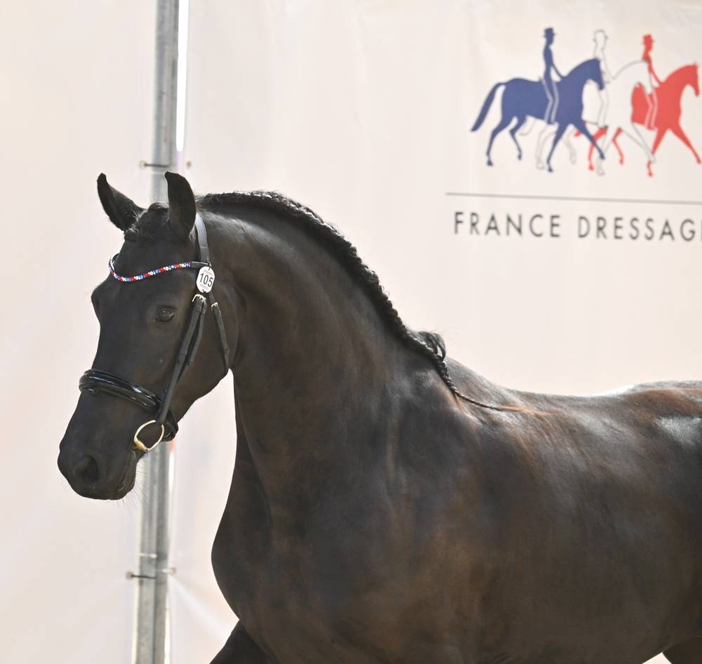 Filly Friesian For sale 2022 Black