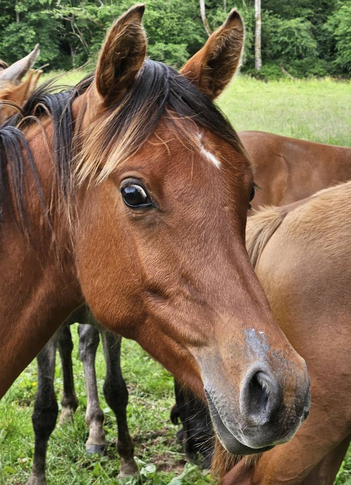 Colt Arabian For sale 2023 Bay