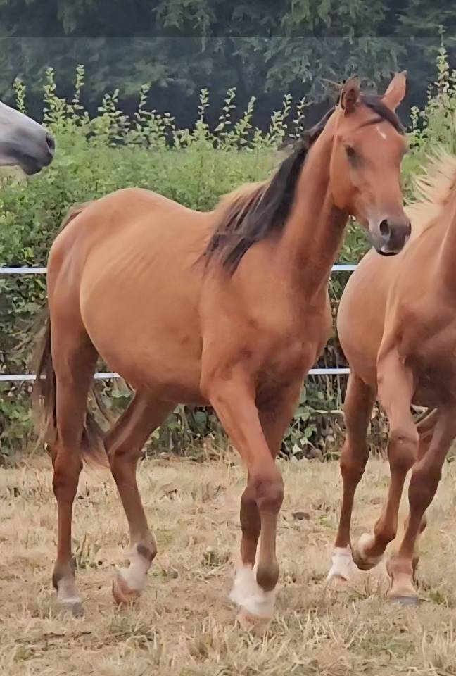 Colt Arabian For sale 2023 Bay