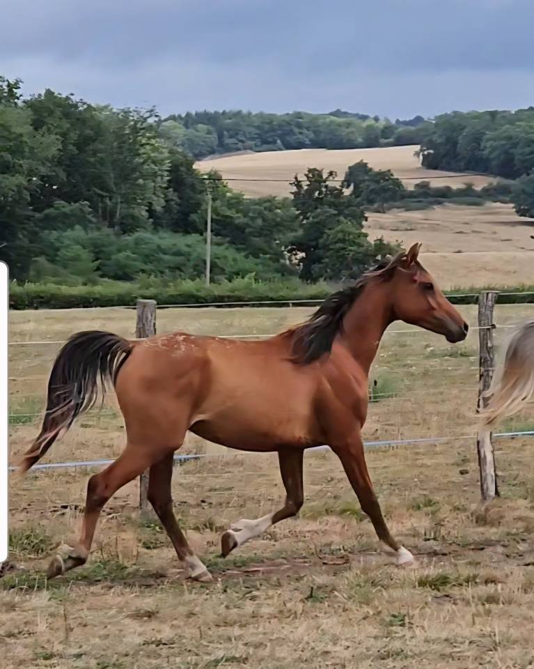 Colt Arabian For sale 2023 Bay