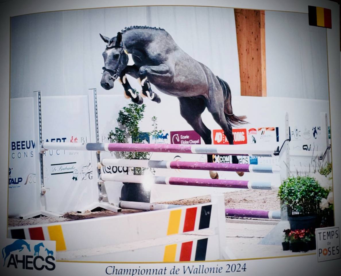 Stallion Zangersheide For sale 2022 Grey