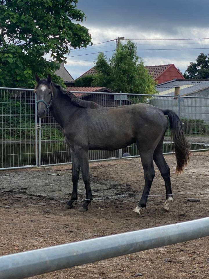Stallion Zangersheide For sale 2022 Grey