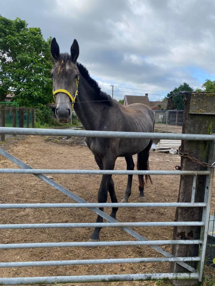 Stallion Zangersheide For sale 2022 Grey