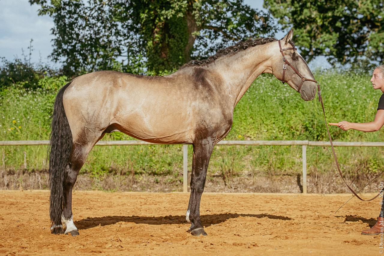Stallion Lusitano For sale 2009 Buckskin