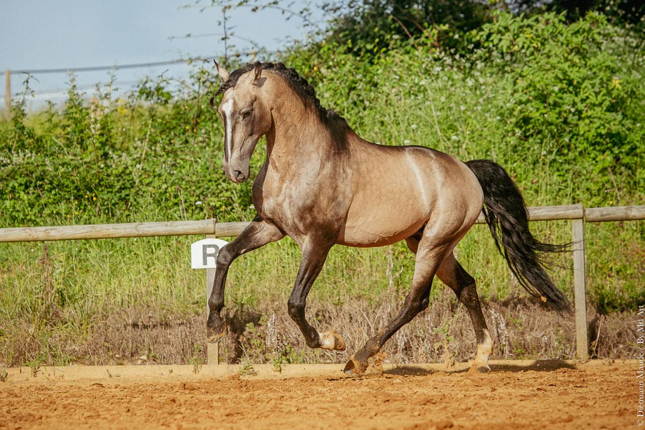 Stallion Lusitano For sale 2009 Buckskin