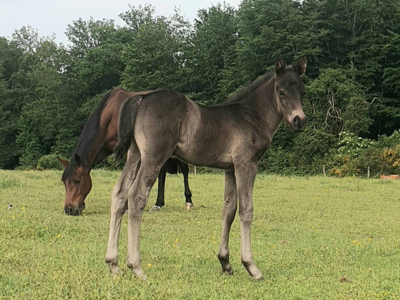 Colt New Forest For sale 2024 Dark Bay