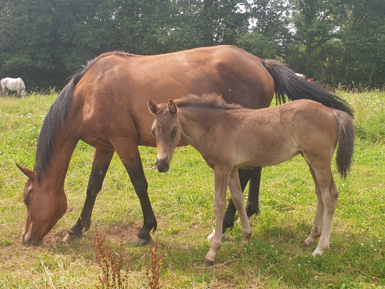 Colt New Forest For sale 2024 Dark Bay