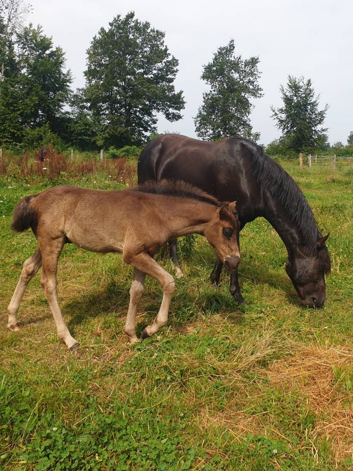 Colt New Forest For sale 2024 Dark Bay