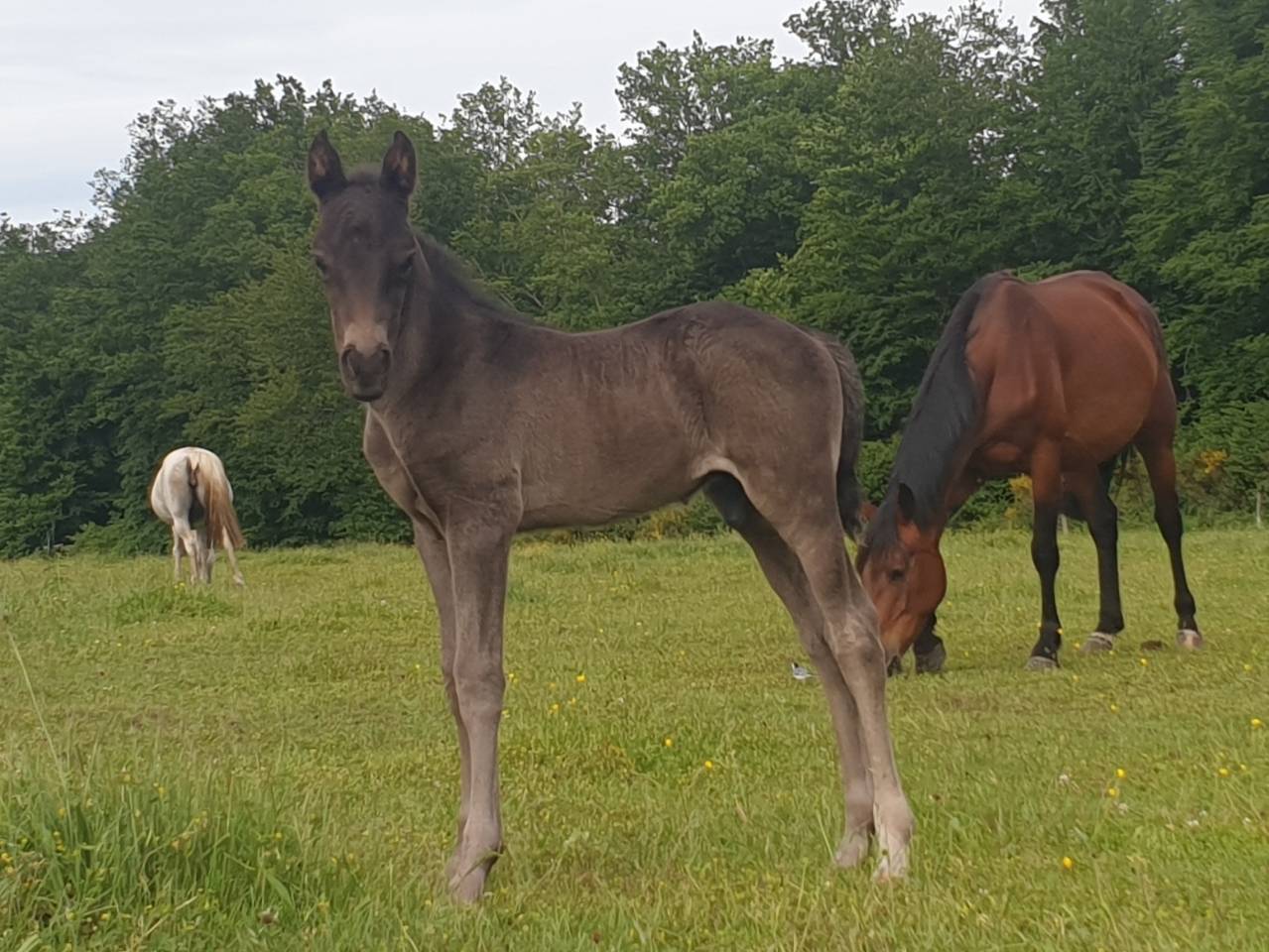 Colt New Forest For sale 2024 Dark Bay