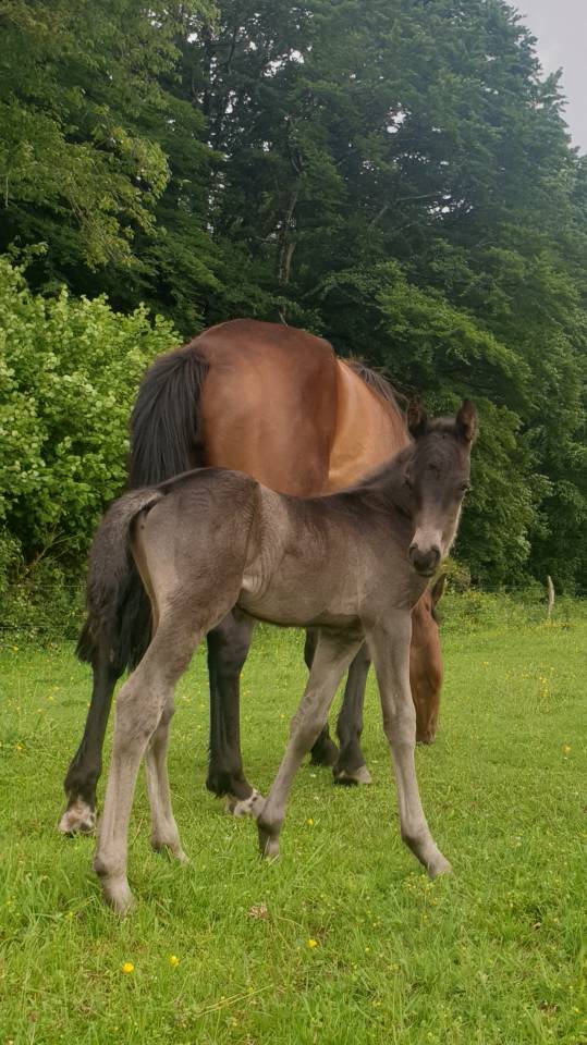 Colt New Forest For sale 2024 Dark Bay