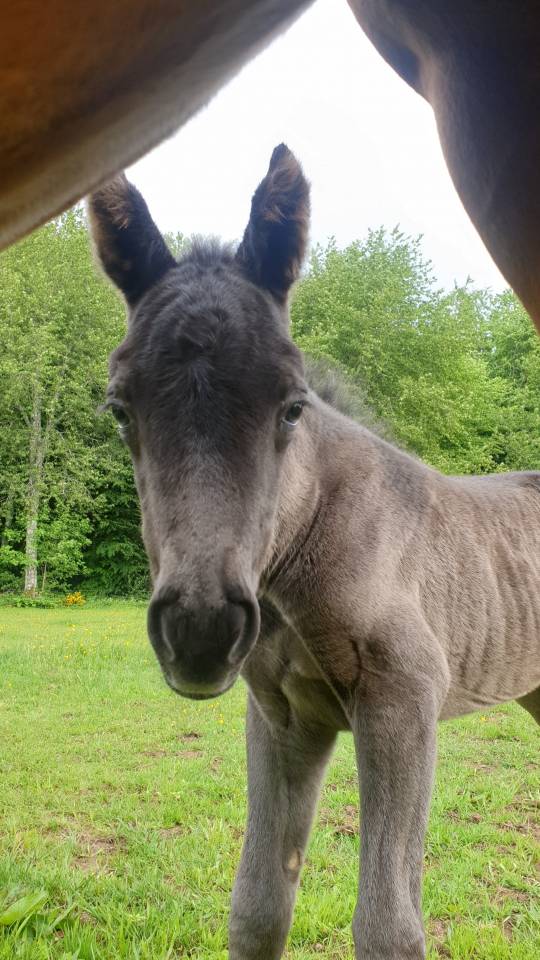 Colt New Forest For sale 2024 Dark Bay