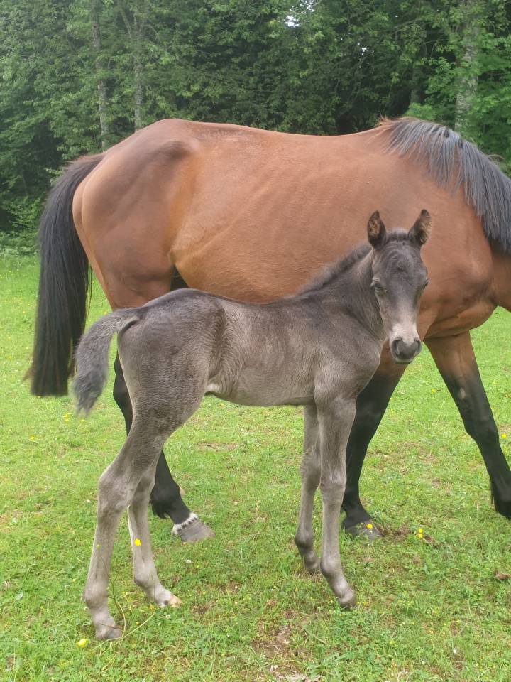 Colt New Forest For sale 2024 Dark Bay