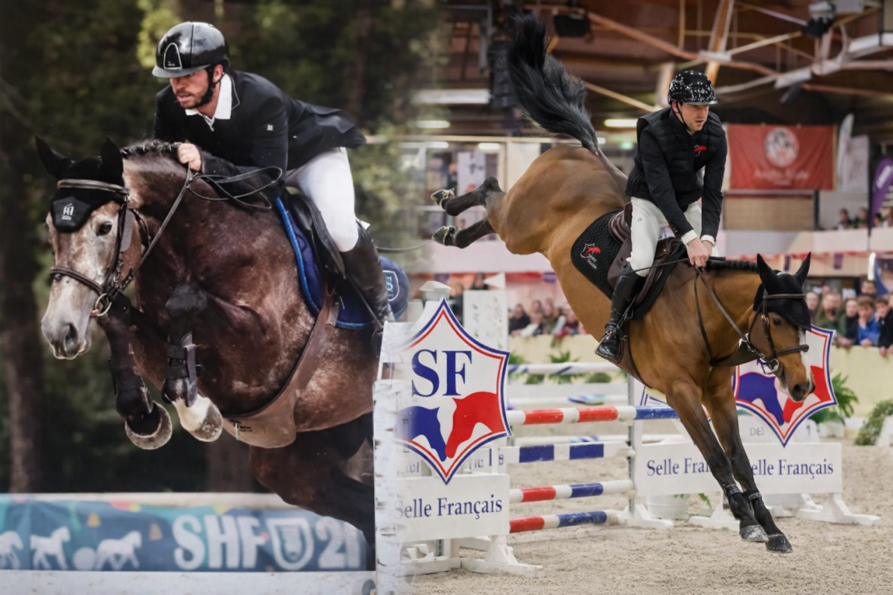 Mare Selle Fran&ccedil;ais For entrust 2011 Other color