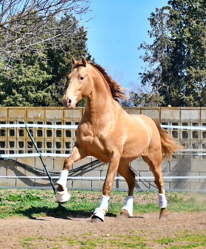 Colt PRE Pure Spanish Bred For sale 2024 Bay