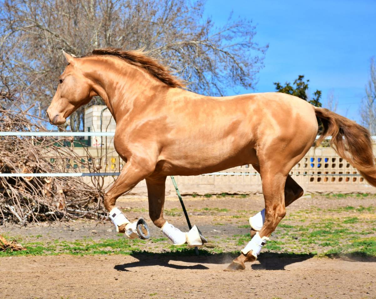 Colt PRE Pure Spanish Bred For sale 2024 Bay