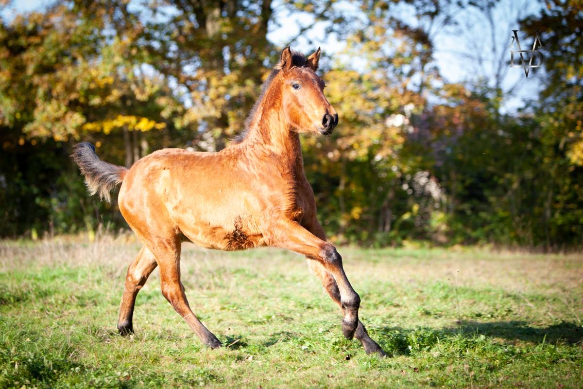 Colt PRE Pure Spanish Bred For sale 2024 Bay