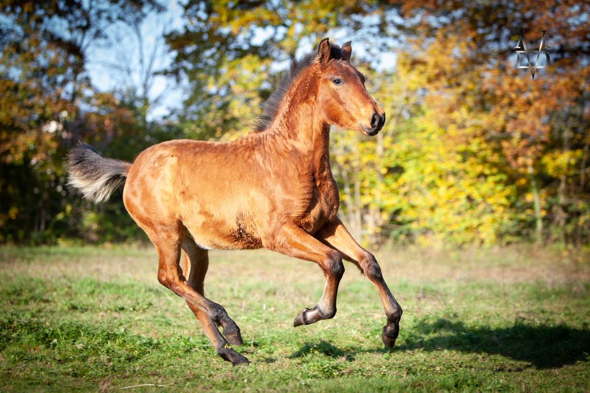 Colt PRE Pure Spanish Bred For sale 2024 Bay