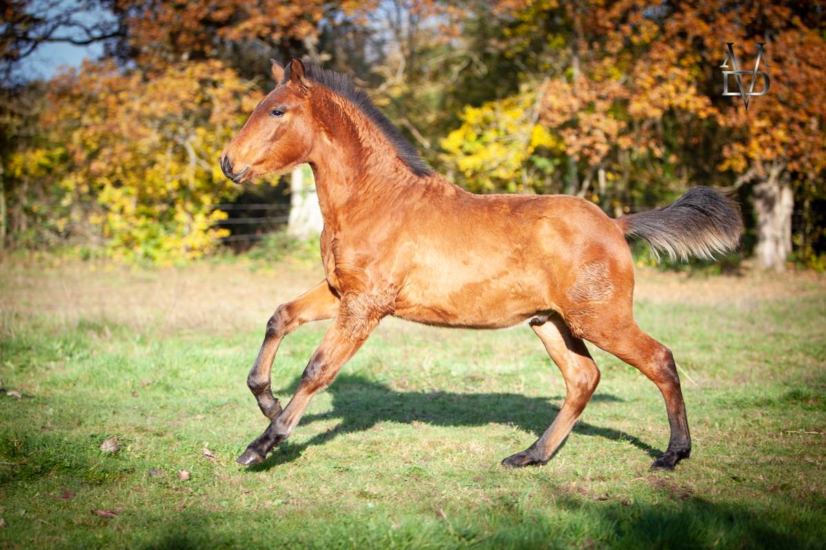 Colt PRE Pure Spanish Bred For sale 2024 Bay