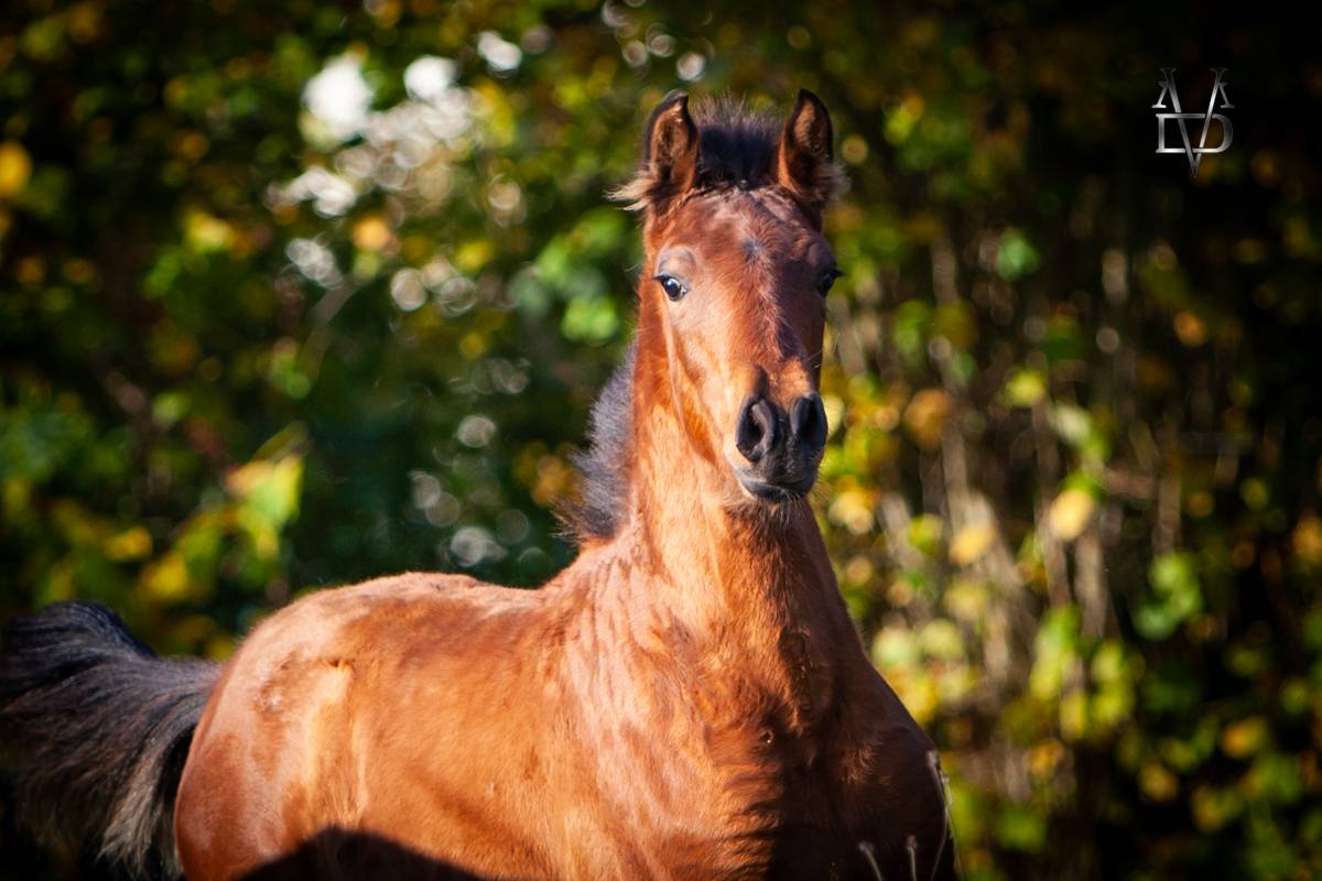 Colt PRE Pure Spanish Bred For sale 2024 Bay
