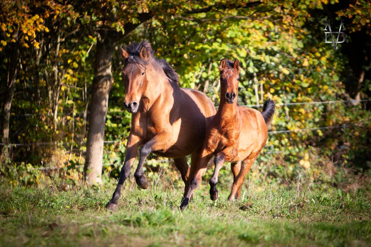 Colt PRE Pure Spanish Bred For sale 2024 Bay