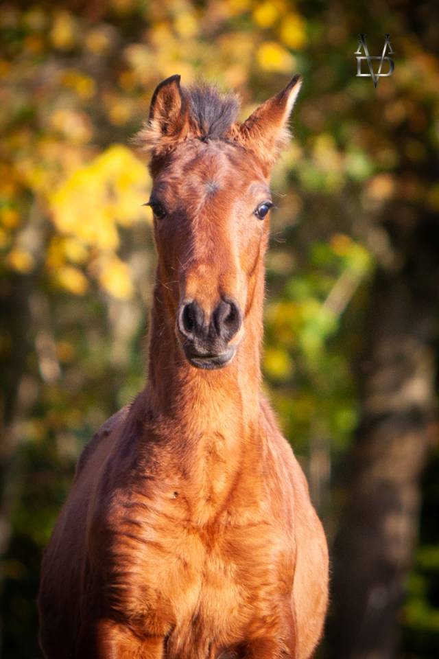 Colt PRE Pure Spanish Bred For sale 2024 Bay