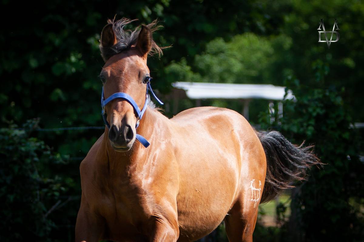 Colt PRE Pure Spanish Bred For sale 2024 Bay