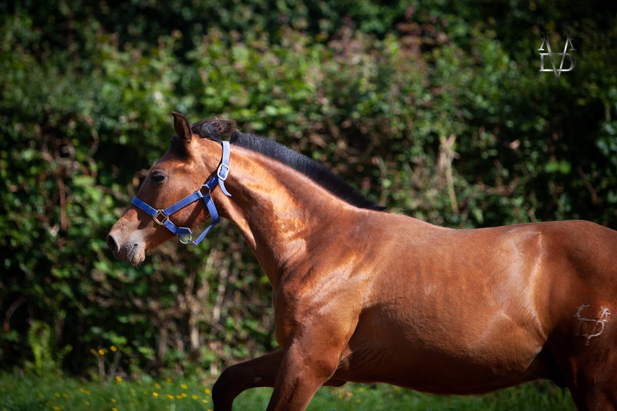 Colt PRE Pure Spanish Bred For sale 2024 Bay
