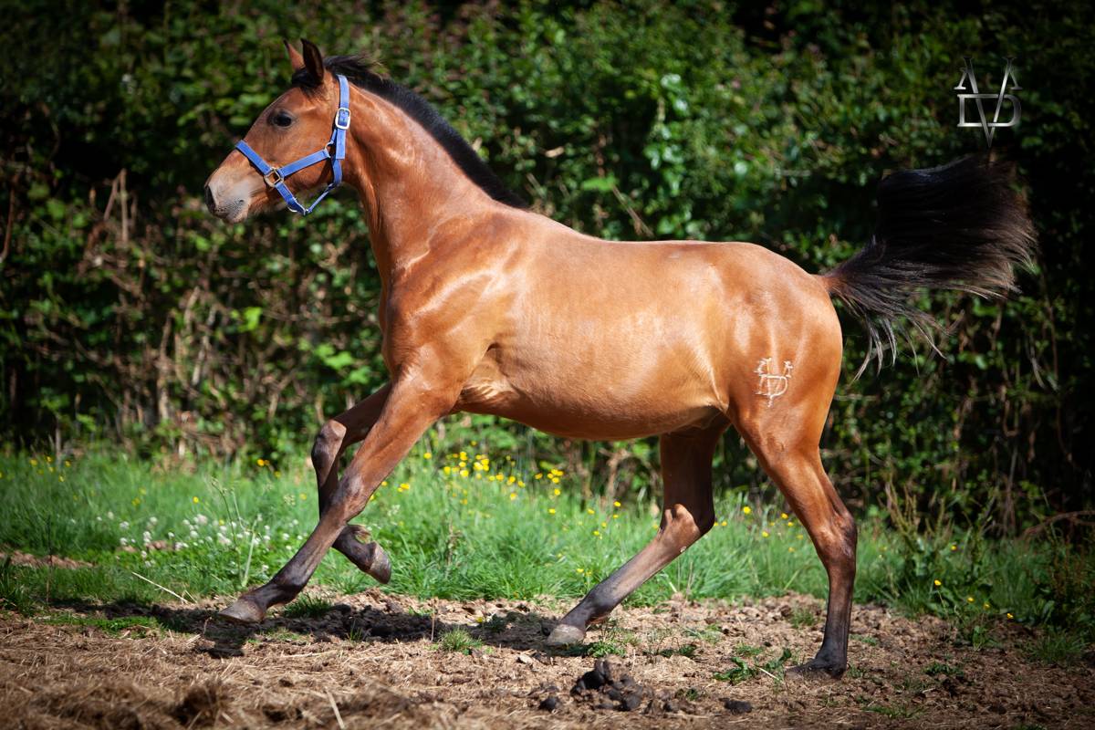 Colt PRE Pure Spanish Bred For sale 2024 Bay