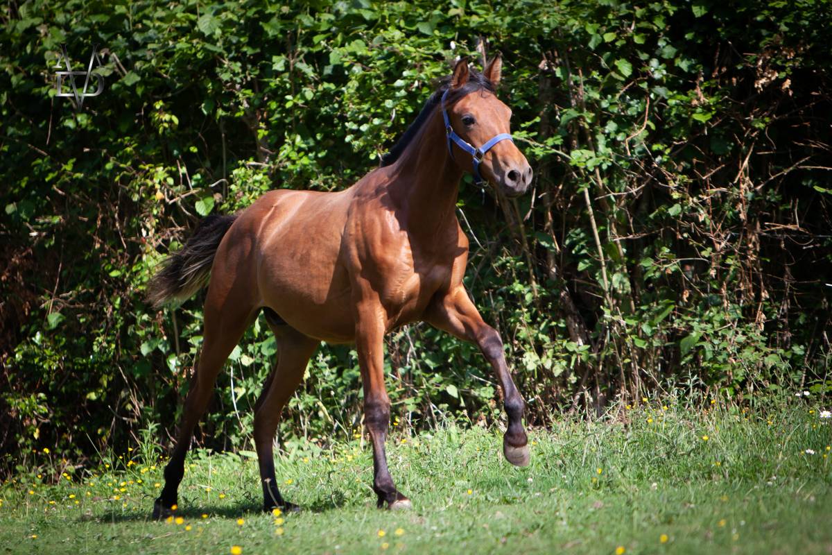 Colt PRE Pure Spanish Bred For sale 2024 Bay