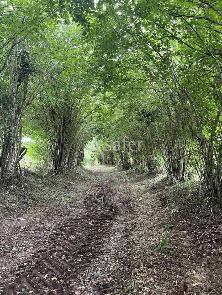 Woodland  Orne