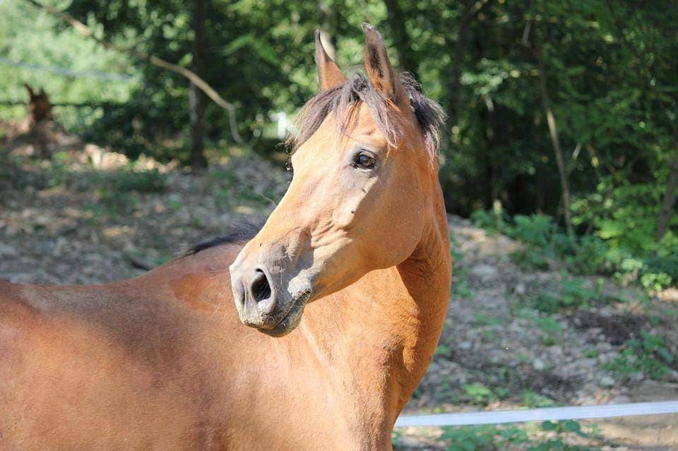 Mare German Riding Pony, Deutsches Reitpony For sale 2005 Bay