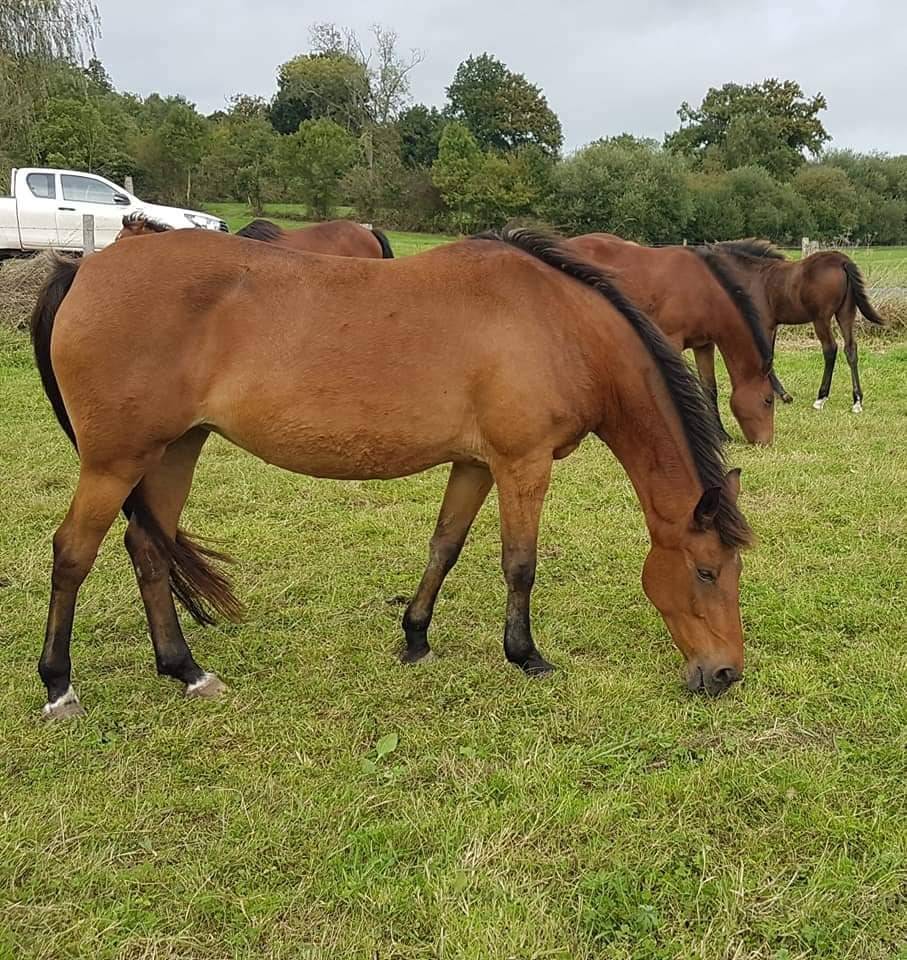 Mare German Riding Pony, Deutsches Reitpony For sale 2005 Bay