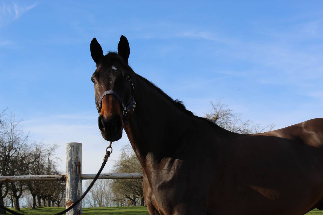 Gelding Selle Français For sale 2014 Bay
