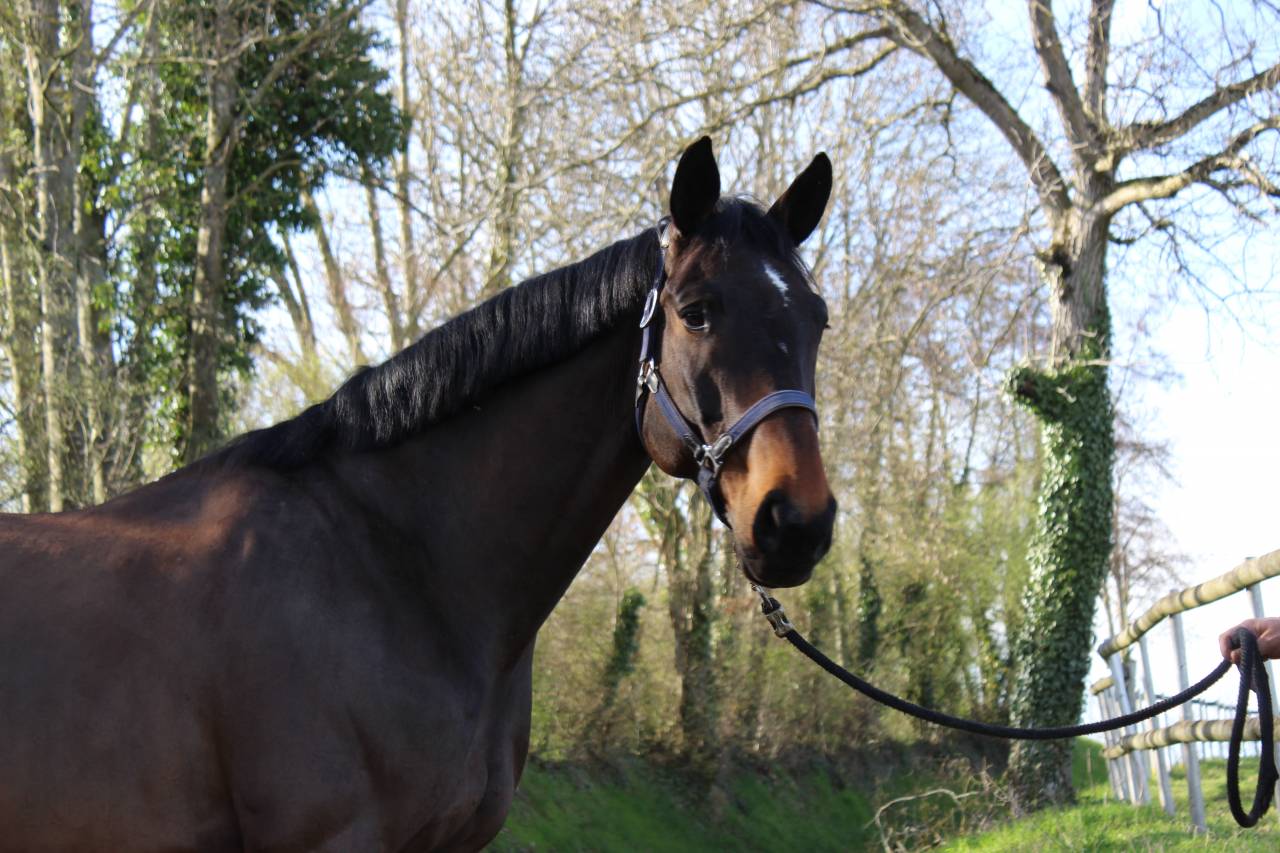 Gelding Selle Français For sale 2014 Bay