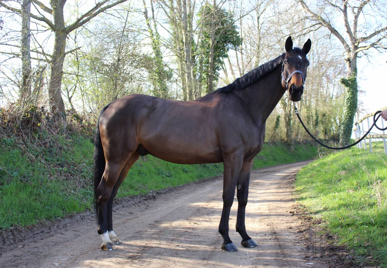 Gelding Selle Français For sale 2014 Bay