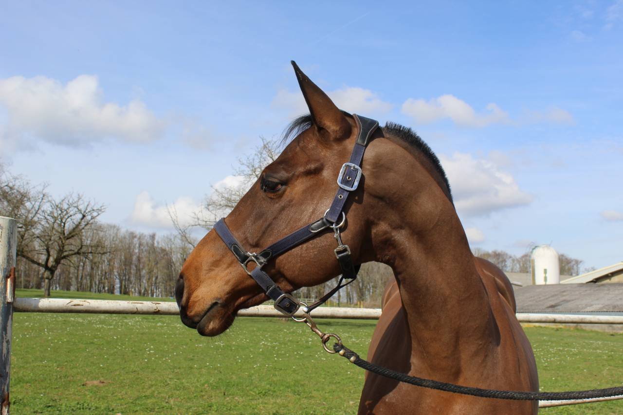 Gelding Selle Français For sale 2015 Bay