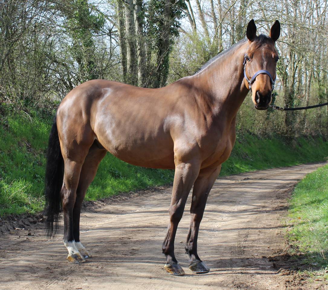Gelding Selle Français For sale 2015 Bay