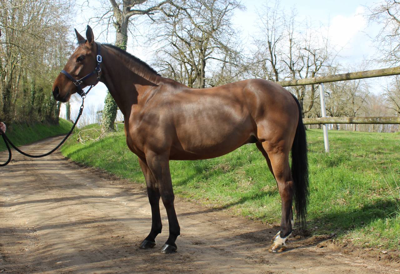 Gelding Selle Français For sale 2015 Bay