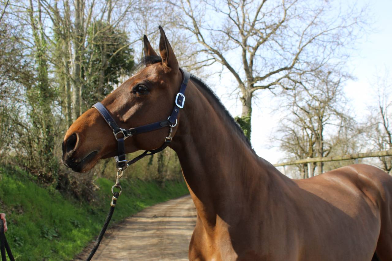Gelding Selle Français For sale 2015 Bay