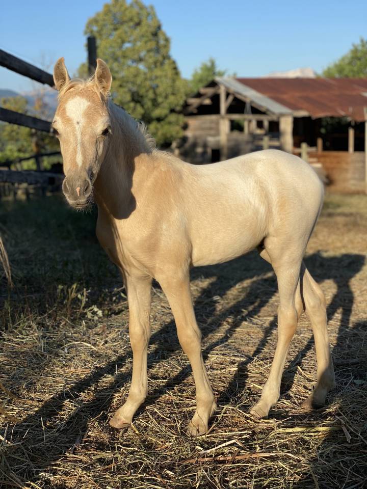 Colt Welsh Part Bred For sale 2023 Palomino