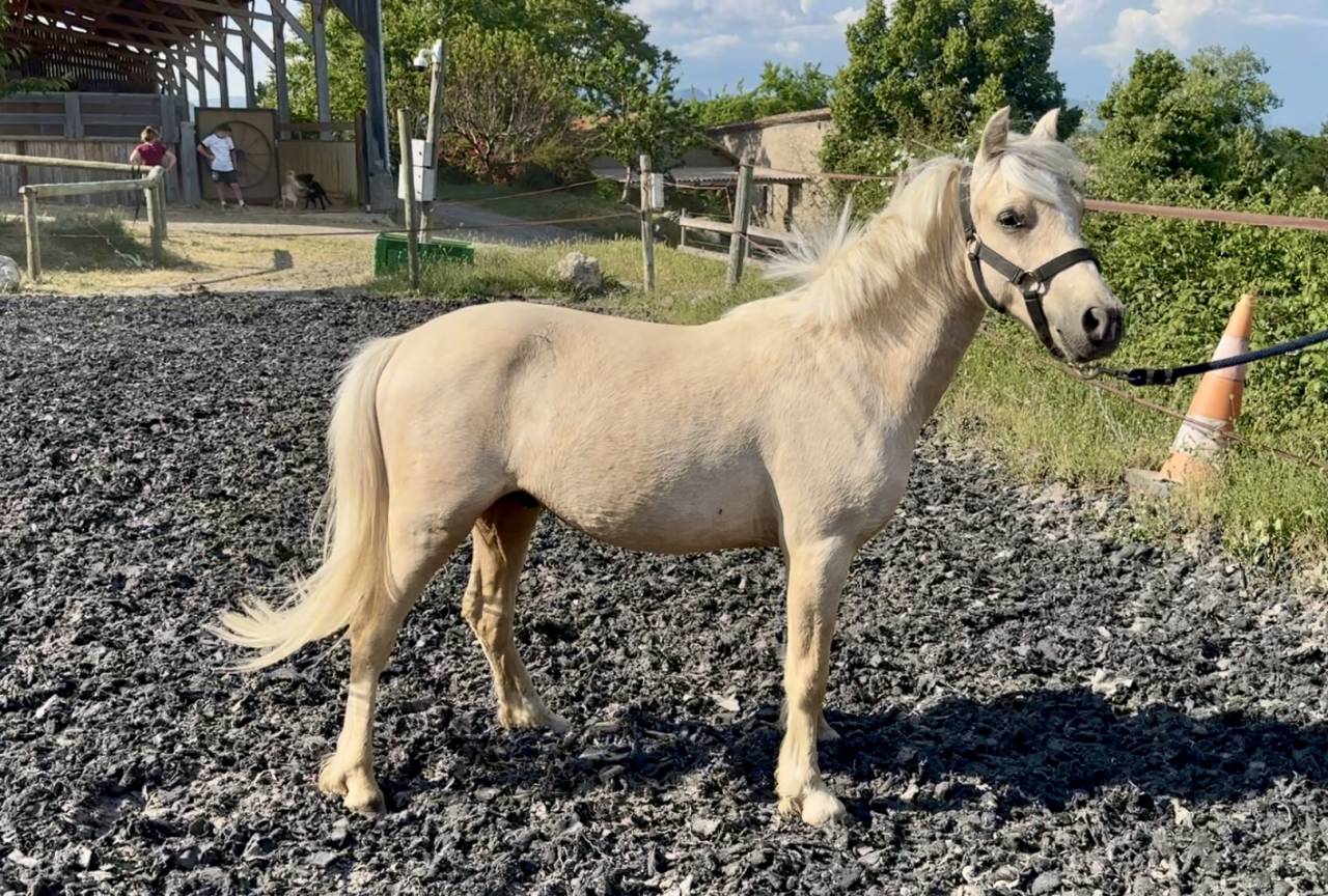 Colt Welsh Part Bred For sale 2023 Palomino