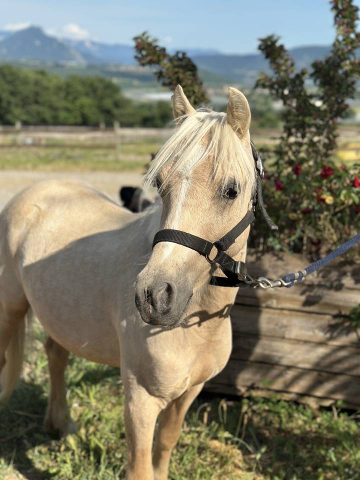Colt Welsh Part Bred For sale 2023 Palomino