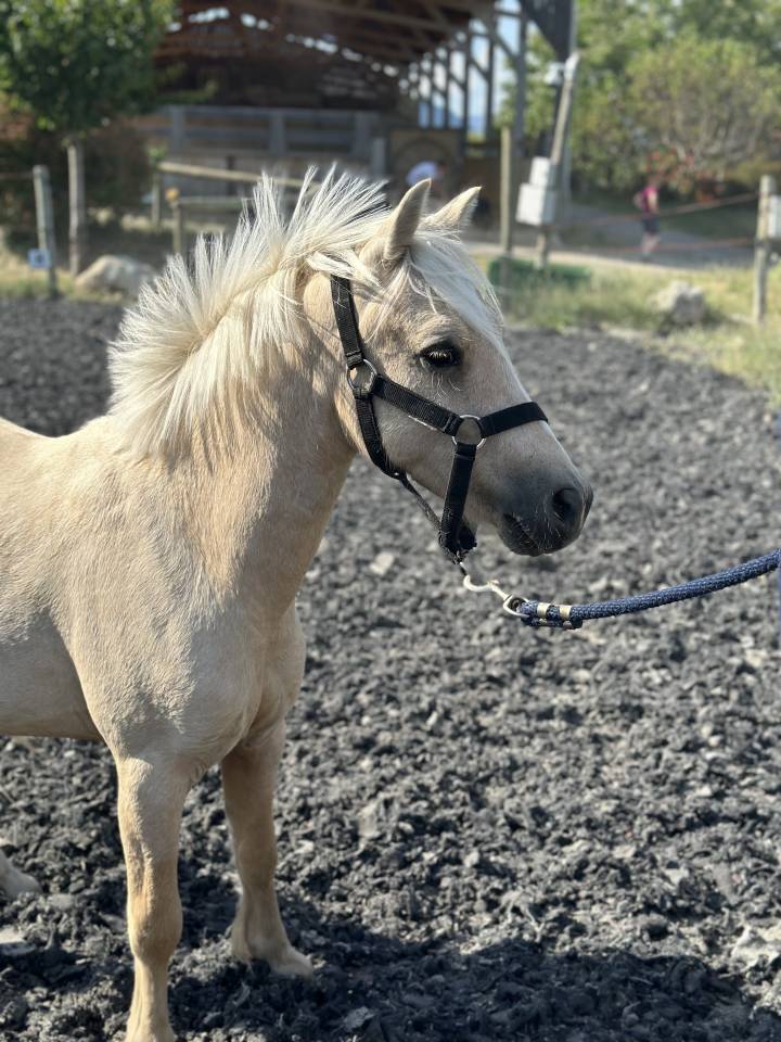 Colt Welsh Part Bred For sale 2023 Palomino