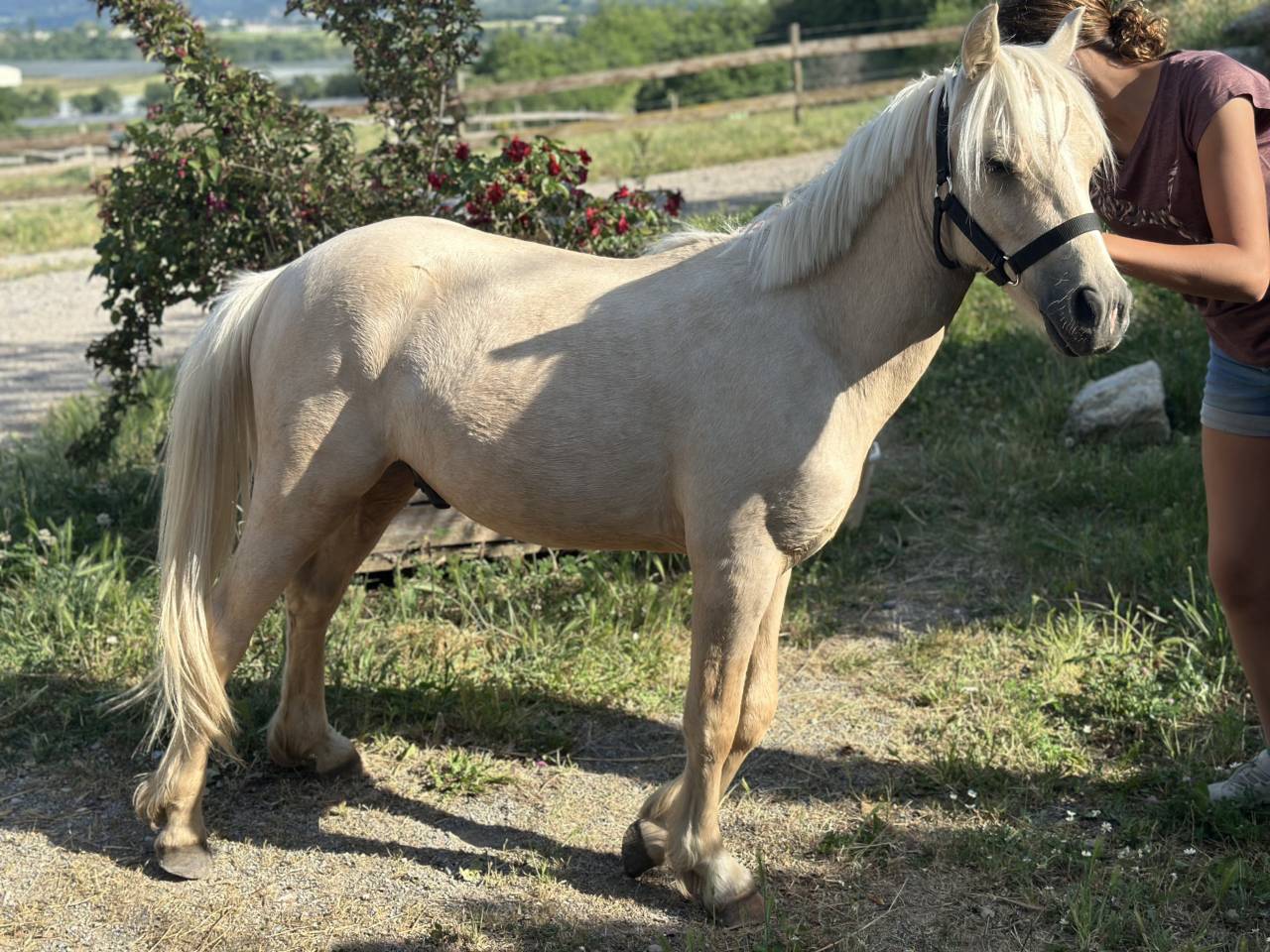 Colt Welsh Part Bred For sale 2023 Palomino