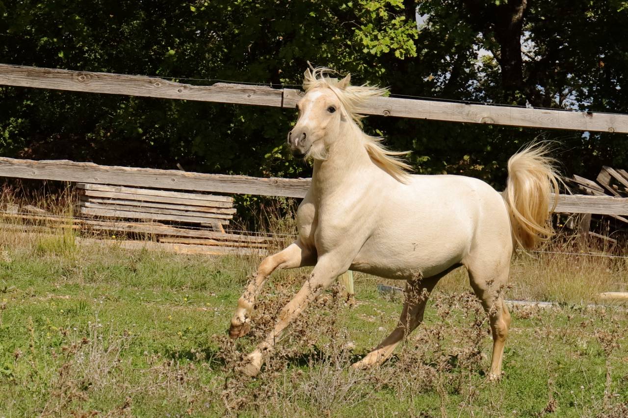 Colt Welsh Part Bred For sale 2023 Palomino