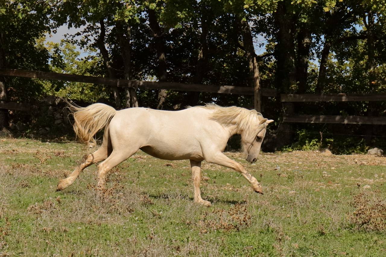 Colt Welsh Part Bred For sale 2023 Palomino